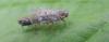 Tachycixius pilosus